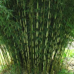 Bamboo Fargesia robusta 'Campbell'